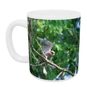  Bird of Prey   Mug   Standard Size