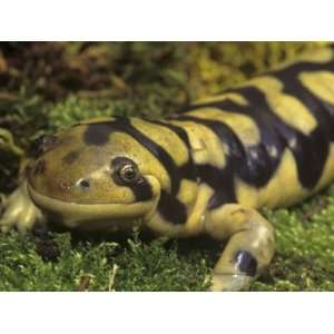  Barred Tiger Salamander, Ambystoma Tigrinum Mavortium 