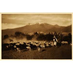  1925 Sheep Amecameca Mexico Hugo Brehme Photogravure 