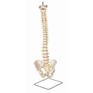  Medical Anatomical Spine Model, Flexible, Life Size 