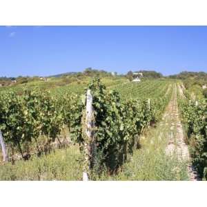  Vineyards in Village of Modra, Bratislava Region, Slovakia 