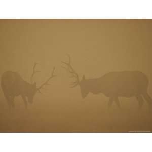 Two Bull Elk Battle Amidst the Smoke of the Yellowstone National Park 