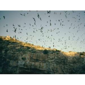  Mexican Free Tailed Bats Emerge from Their Caves to Hunt 