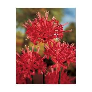  Lily   Spider   Red Flower Bulbs Patio, Lawn & Garden