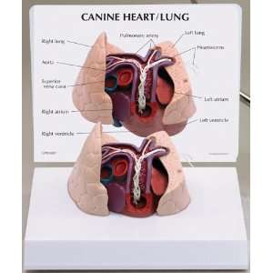   Heart Lung Worm Infestation Anatomical Model Industrial & Scientific