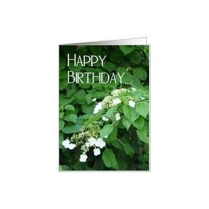  Happy Birthday Climbing Hydrangea in garden. Card Health 