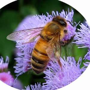 Honey Bee Sticker