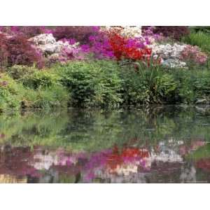 Azaleas in Bloom Reflected in Still Water Giclee Poster 