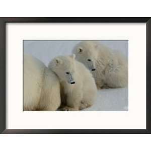  Two Polar Bear Cubs Huddle Behind Their Mother Collections 