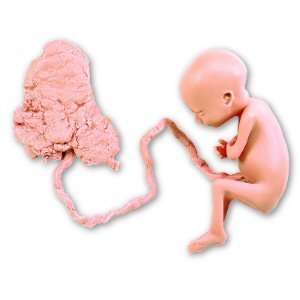  Nasco   Human Fetus Replica   7 Month Industrial 
