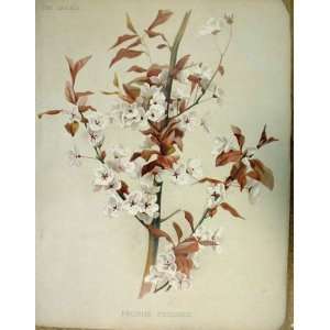    Prunus Pissardi Old Antique Garden Prints C1888