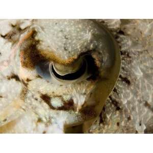  Eye Detail of a Cuttlefish, Malapascua Island, Philippines 