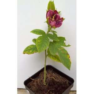  Passiflora Lady Margaret Passionflower Vine ~ Live Plant 