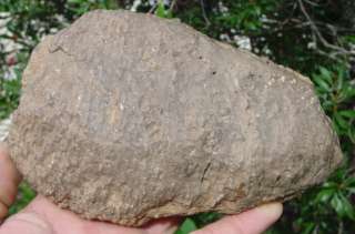 Huge Fossil Jurasic Pine Cone From Patagonia In Ancient 