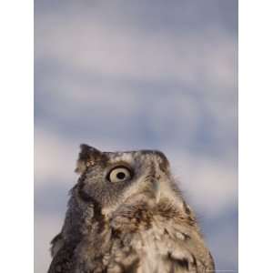  A Captive, Endangered Eastern Screech Owl at a Raptor 