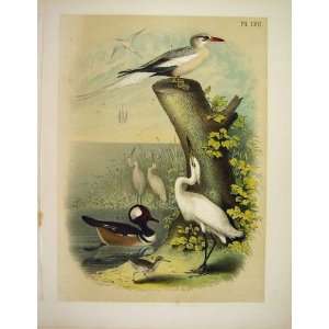   Tropic Bird Egret Studer Jasper Birds Of America 1878