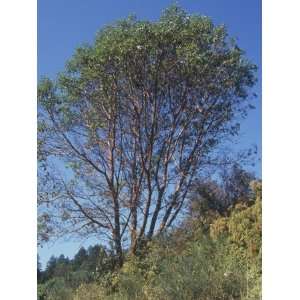 Pacific Madrone Tree, Arbutus Menziesii, Western North America 