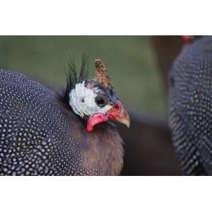 Guinea Hen Taxidermy Photo Reference CD
