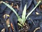 sansevieria  