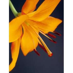  Close Up of Orange Lilium Brunello Flower, Against a Blue 