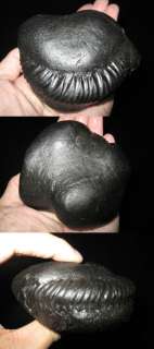 Nepal Hindu Votive Stone Shaligram Ammonite Fossil I  
