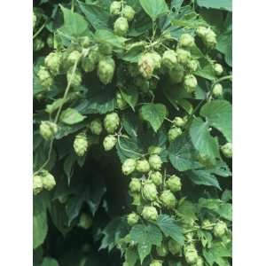  Hops, Humulus Lupulus, Cones Commonly Used in Brewing Beer 