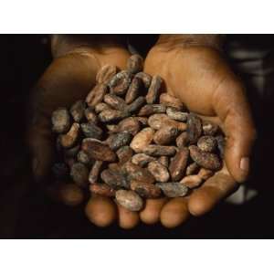 Pair of Hands Holds a Pile of Brown, Dried Cacao Beans Stretched 