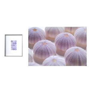  Framed Philippines Lilac Urchins 
