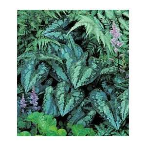  Asarum splendens Patio, Lawn & Garden