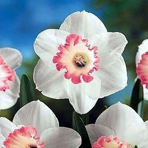  Spring Pride Large Cupped Daffodil 5 Bulbs Patio, Lawn & Garden