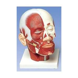  Head Musculature