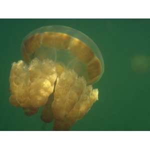 Jellyfish Swimming in a Unique Saltwater Lake on the Island of Maratua 