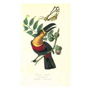 Toucan on Nutmeg Giclee Poster Print by Porter Design , 30x40  