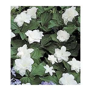  Trillium grandiflorum Flore PlenoSold out, but please 