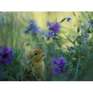  An Attwaters Greater Prairie Chick Surrounded by 