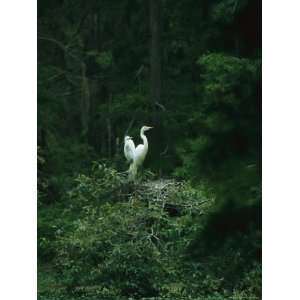  A Pair of Snowy Egrets Sit on a Nest in a Swamp in Georgia 