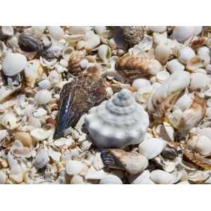  Shells on The Beach, Puerto Telchac, Mexico Photographic 