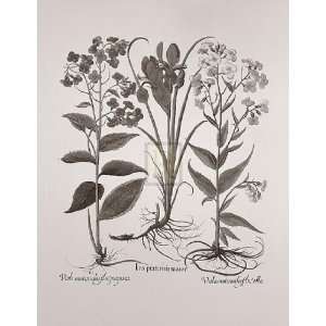  Botanical V by Basilius Besler 17x22