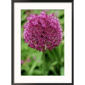  Allium Purple Sensation, Bulbous Perennial Framed 