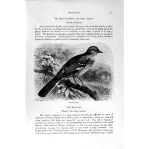   HISTORY 1894 95 MOCKING BIRD ABYSSINIAN BABBLER