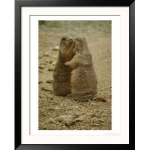 National Zoo Prairie Dogs Show Affection by Kissing Animals Framed 