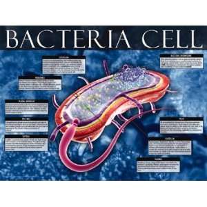  Bacteria Cell   Poster (24x18)