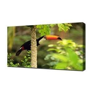  Tucan   Canvas Art   Framed Size 20x30   Ready To Hang 