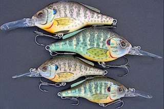 Medium Divers (from top down) Large Bluegill, Large Pumpkinseed 