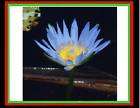 500 BLUE EGYPT TROPICAL WATER LILY SEEDS +Free Document