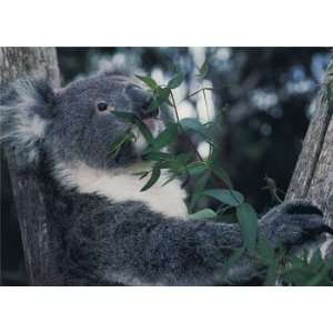  Koala Bear, Note Card, 7x5