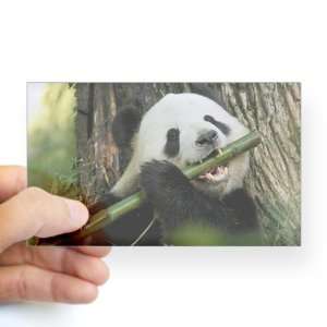    Sticker Clear (Rectangle) Panda Bear Eating 