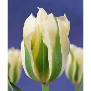  Spring Green Tulip   12 Bulbs   NEW Patio, Lawn & Garden