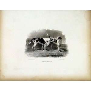  Belia Lucy C1843 Antique Print Two Friendly Dogs