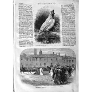 1866 Bell Bird South America Soldiers Salford Barracks 